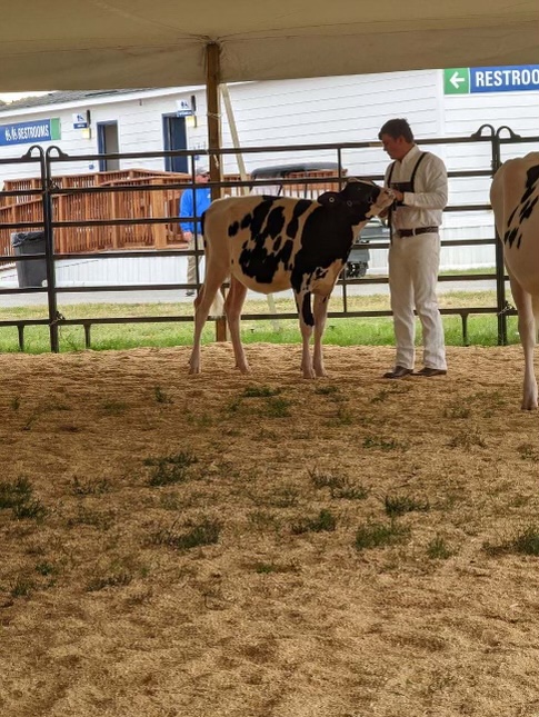 John Brown, freshman, works with a dairy cow during a recent competition in Massachusetts. Brown placed second out of 14 states.