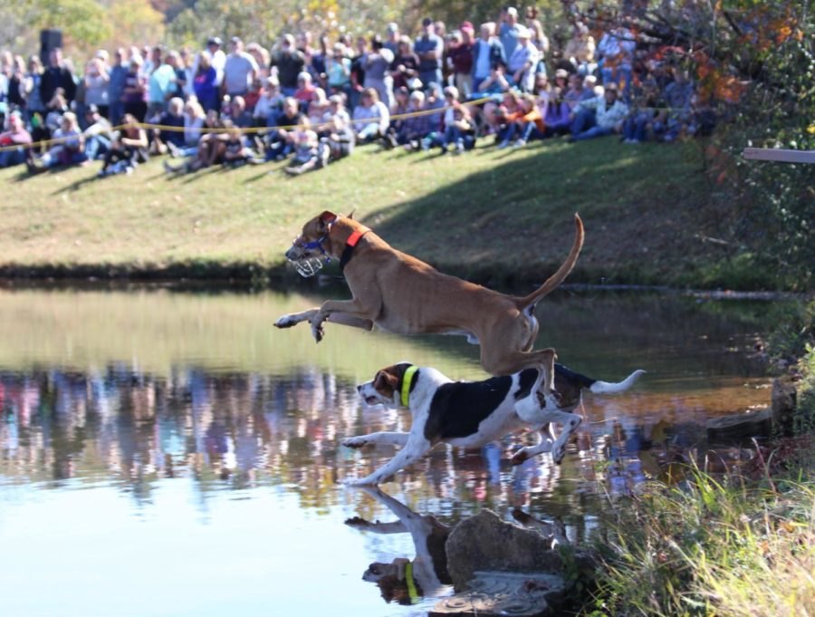 The coon dogs are always one of the featured attractions at the Blue Ridge Folklife Festival. Here they race into the water at the start of the competition.