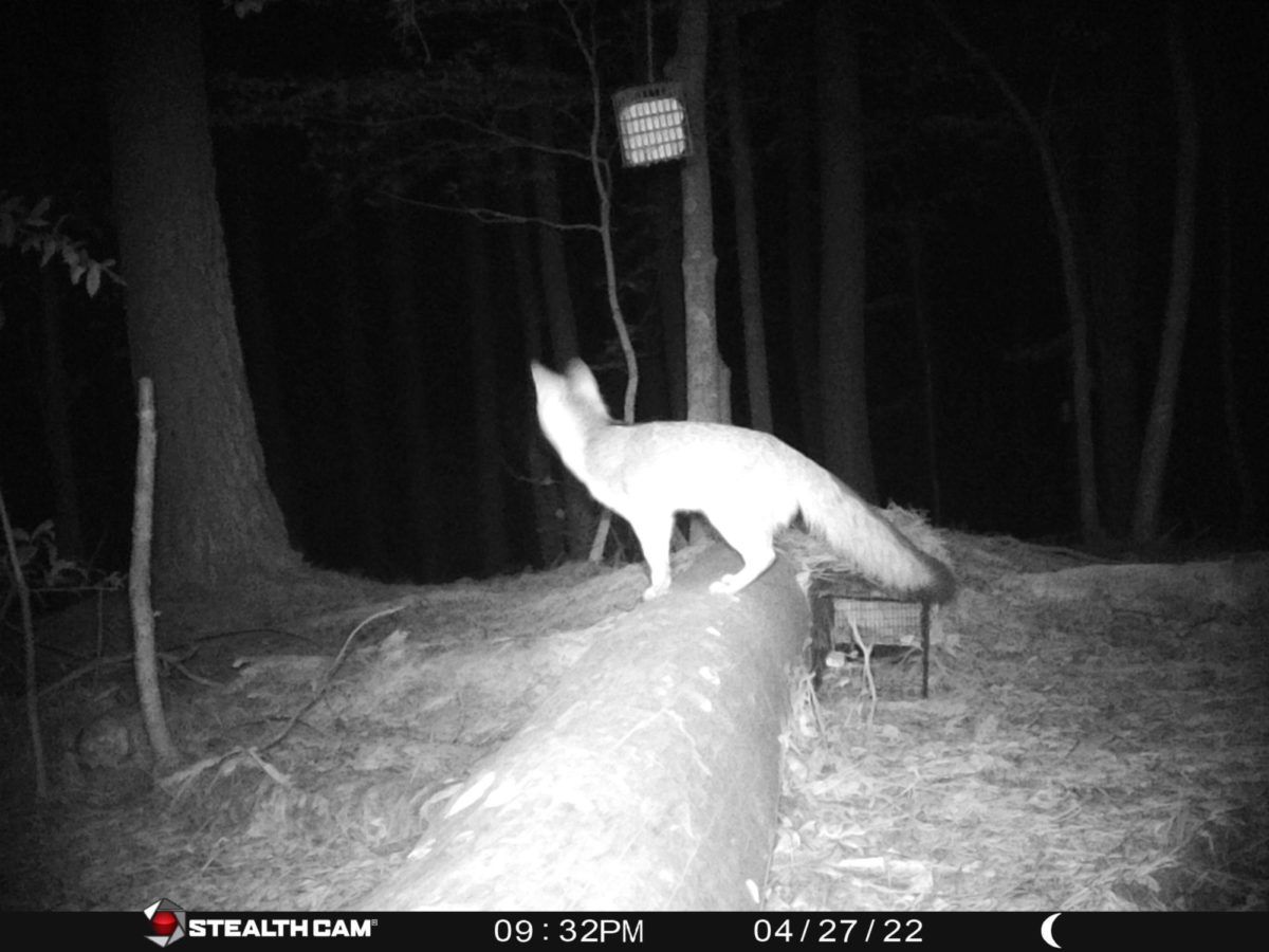 A gray fox sizes up the bait trap before the feeding frenzy begins.