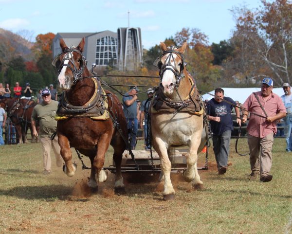 The draft horse pull is always one of the big draws at the Folklife Festival.