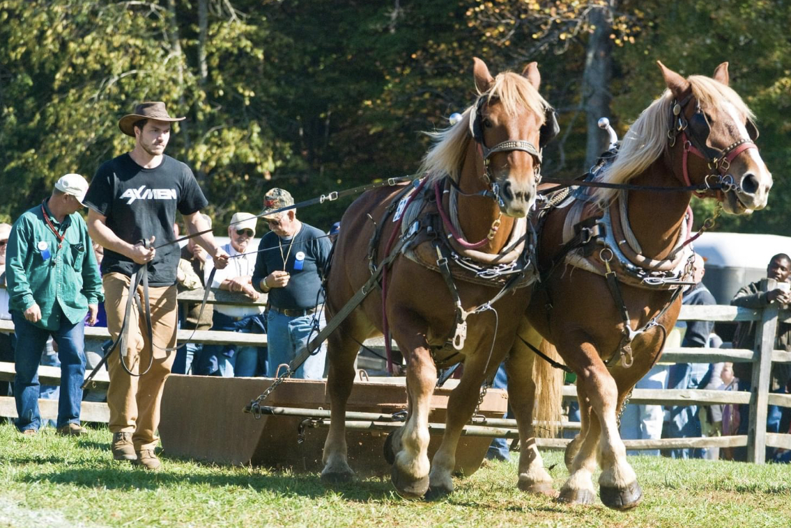 The horse pull draws a crowd at the annual Folklife Festival.