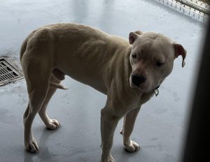 Poco, a stray, was brought in by the shelter and needs a home.