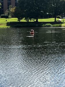 A student takes advantage of the community hour and paddles out to the middle of Adams Lake. 
