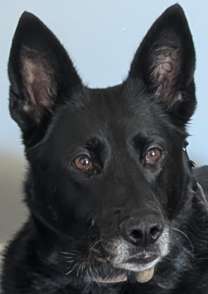 Erika, Campus Police K9
