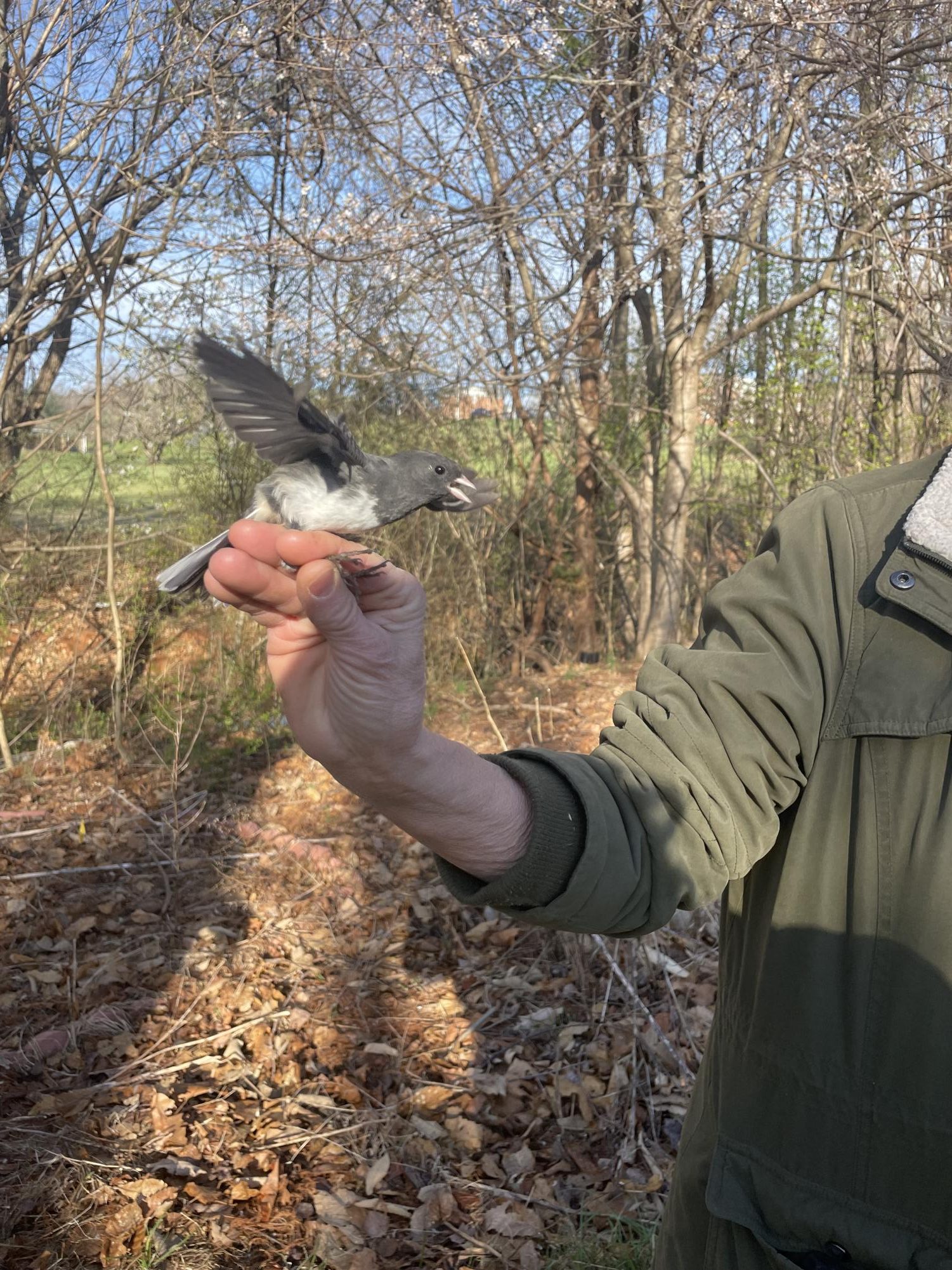 Professor Todd Fredericksen's environmental science classes caught and observed birds by Adam's Lake last Friday. 